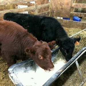 Meet your Posher, Talea